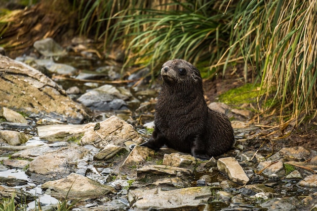 sea lion relaxing on rocky shore