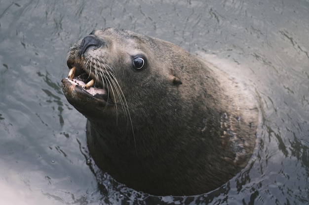 プードの岩の上に海獅子