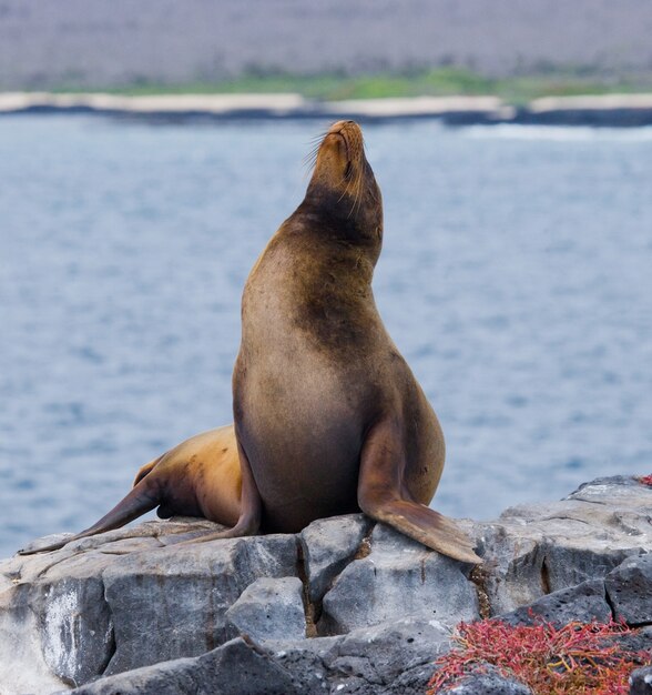 Sea Lion on the rocks