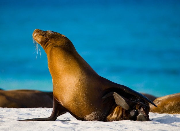 Sea lion on the sand at the sea shore