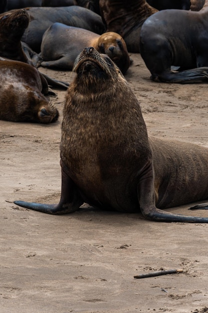 Sea lion on the sand of the shore