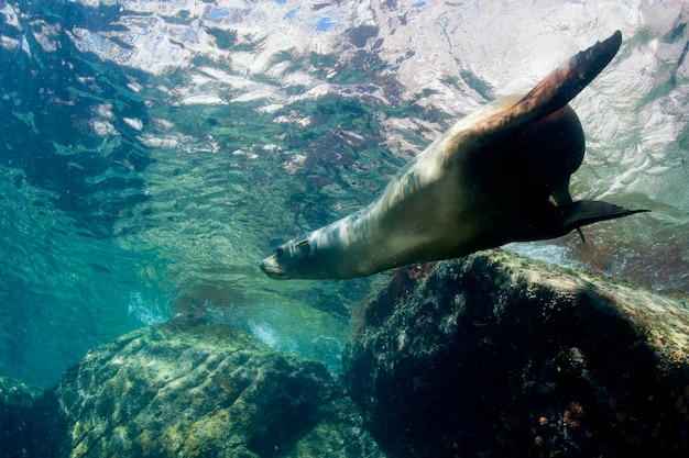 sea lion seal coming to you underwater