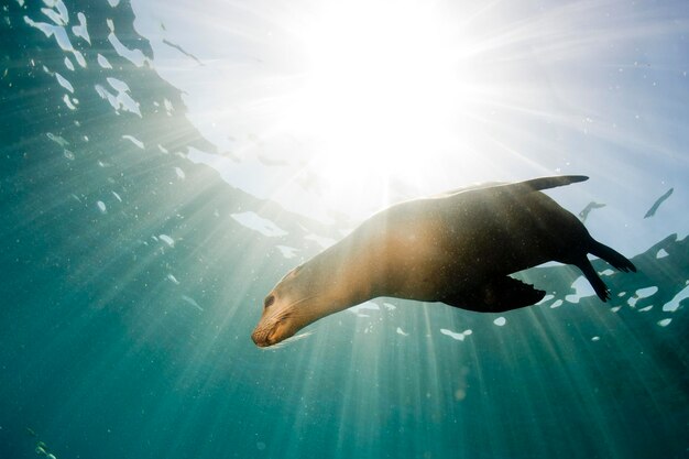 sea lion seal coming to you underwater