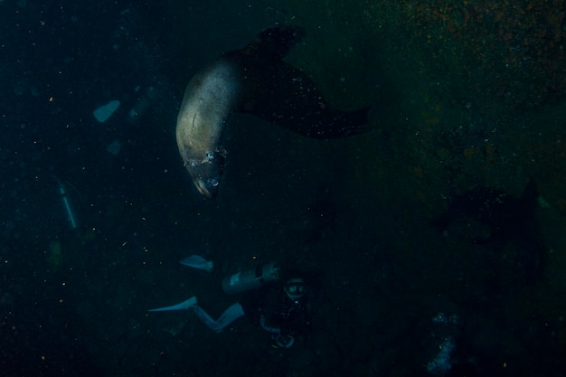 Photo sea lion seal coming to you underwater