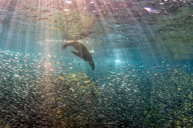 sea lion seal underwater while dhunting sardines bait ball