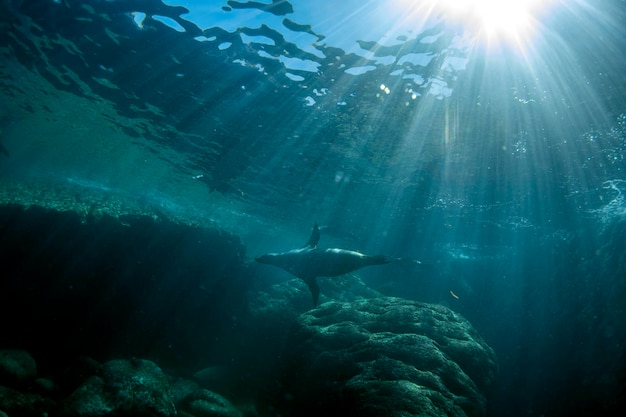 Sea lion seal underwater while diving cortez sea