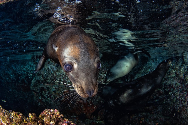 Photo sea lion seal underwater while diving galapagos