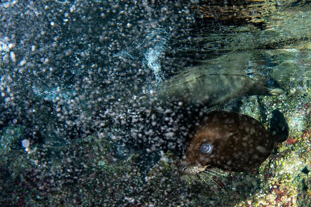 Foto leoni marini sotto l'acqua mentre si immergono alle galapagos