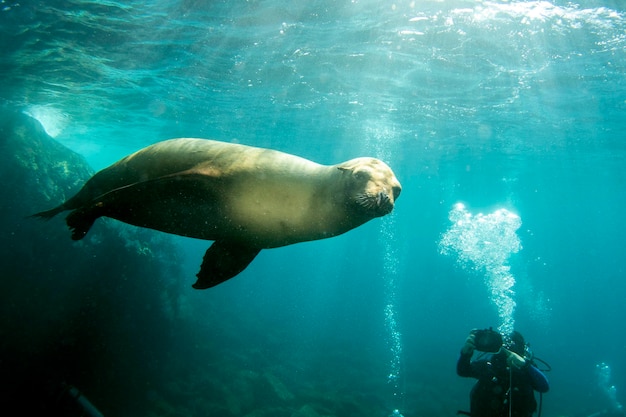 Sea lion seal underwater while diving galapagos