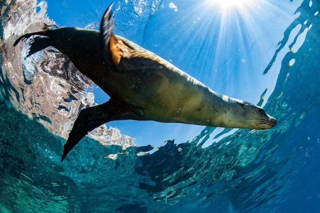 Sea lion seal underwater while diving galapagos