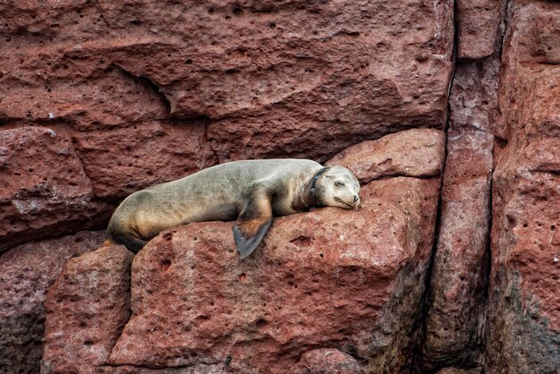 Sea lion seals relaxing