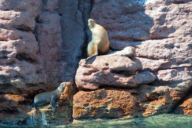 写真 海獅子は岩の上でリラックスしています