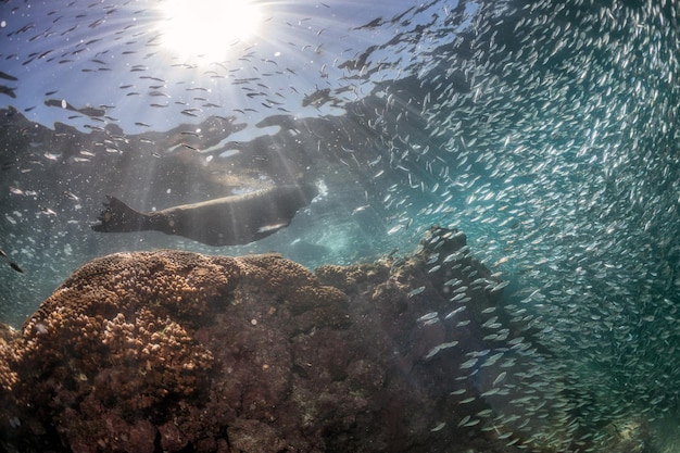 Sea lion Sealsbehind giant sardines bait ball underwater