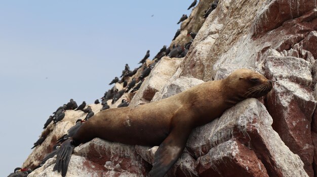 Photo sea lion surrounded by sea birds dozing on a rock in the sun