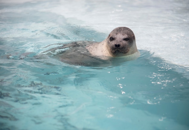 Nuoto del leone marino.