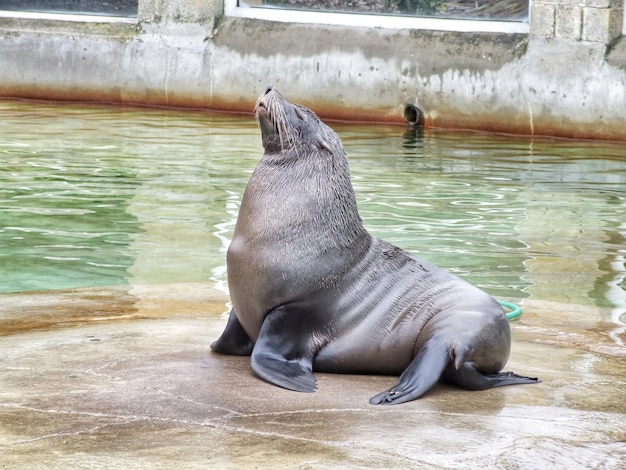 スイミングプールにいる海獅子