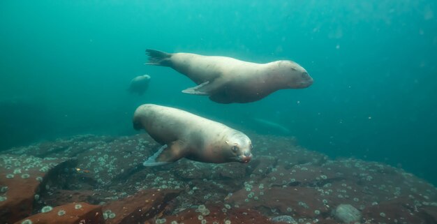 Foto leoni marini che nuotano sott'acqua nell'oceano pacifico sulla costa occidentale dell'isola di hornby, columbia britannica, canada