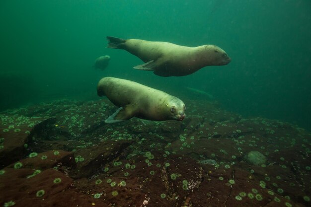 Морской лев плавает под водой в Тихом океане