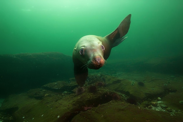 Sea Lion swimming underwater Pacific Ocean