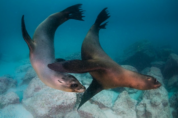 Морской лев плавает под водой