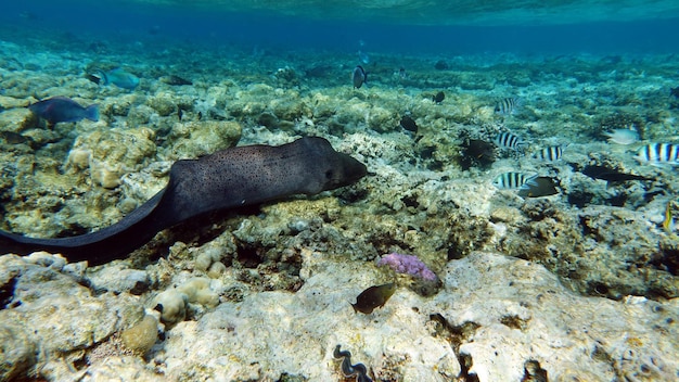 A sea lion swims over a coral reef.