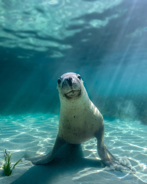 Photo sea lion underwater