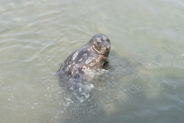 Sea lion in the water and call traveller give the feed for it at Otaru Aquarium