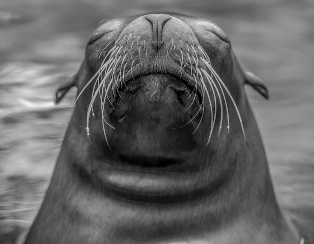 A sea lion with his eyes closed and his mouth open.