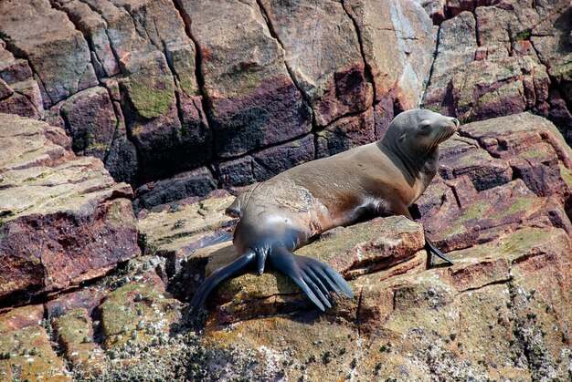 Photo a sea lion with a massive injury following a shark attack in baja california mexico