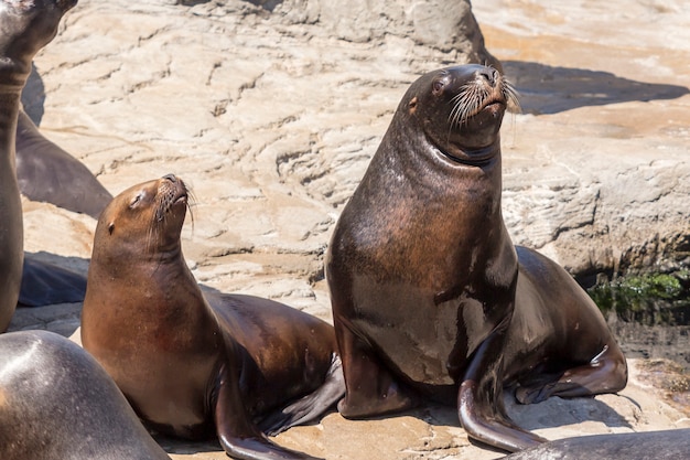 Sea-lion