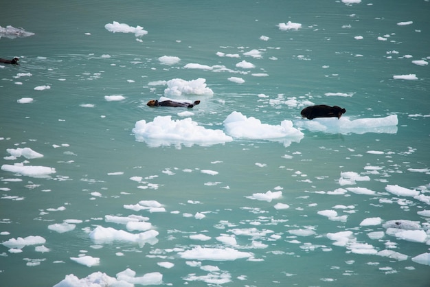 The sea lions are swimming in the water