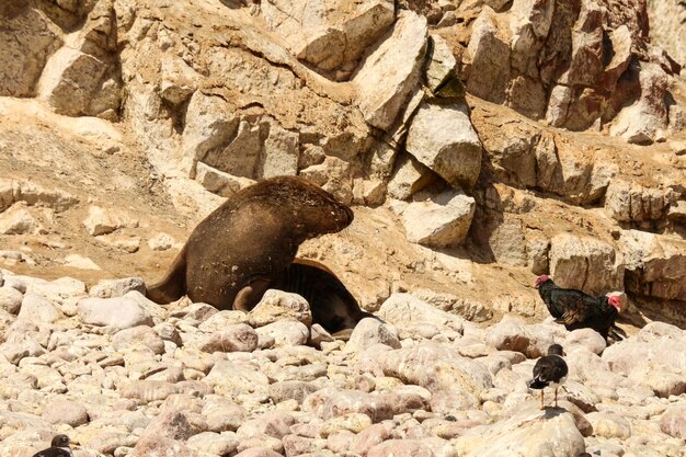 Photo sea lions ballestas island national reserve park paracas in peru