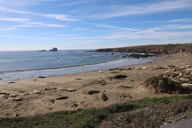 Photo sea lions on the beach at piedra blanca california