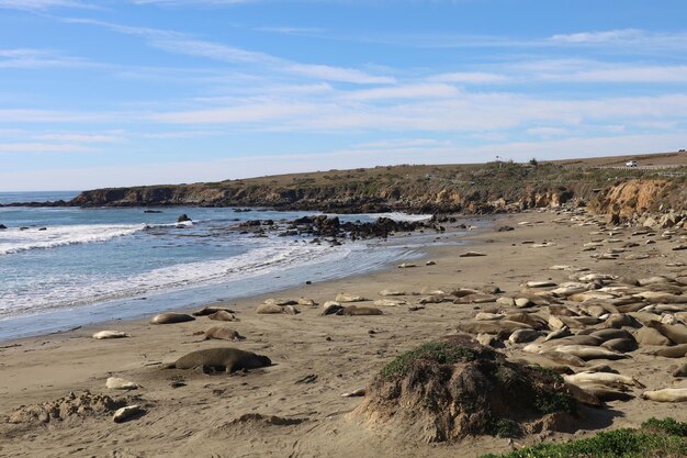 Photo sea lions on the beach at piedra blanca california