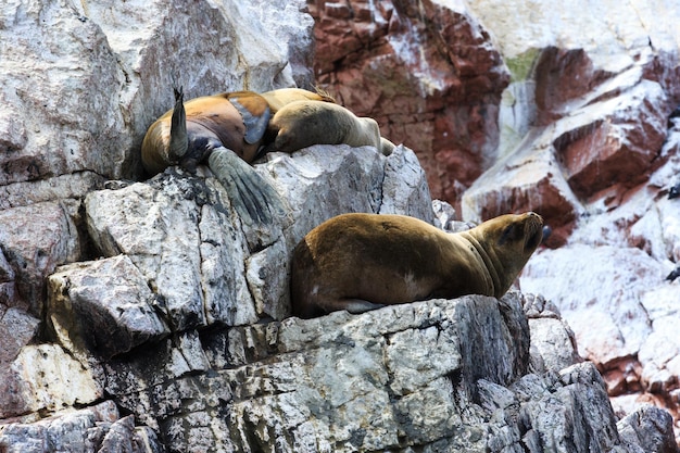 Leoni marini in lotta per una roccia nella costa peruviana alle isole ballestas perù