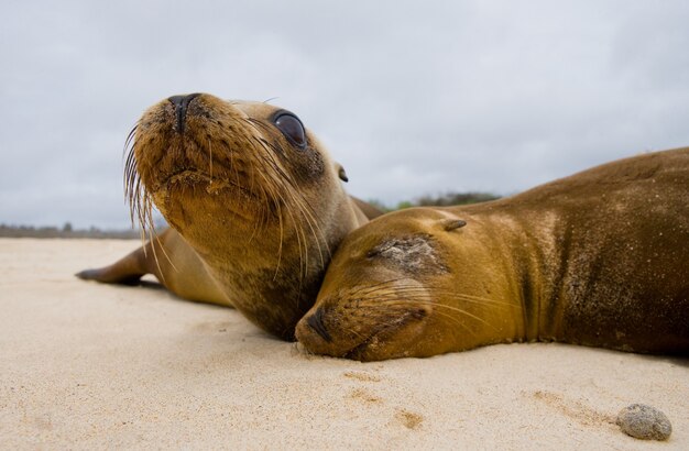 Sea lions is lying on the sand