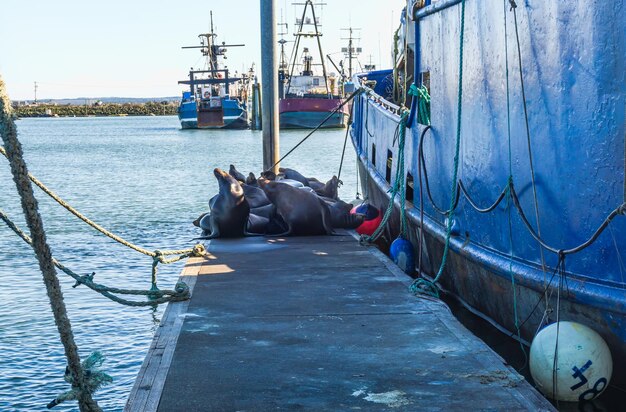 Sea lions lounge on a dock in westport washington