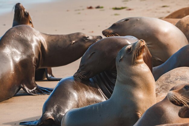 Photo sea lions lounging on sunny beach close up foreground capture