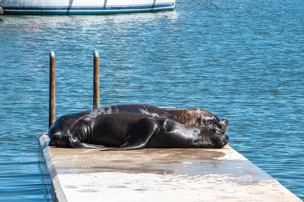 Sea lions in Maldonado' harbor