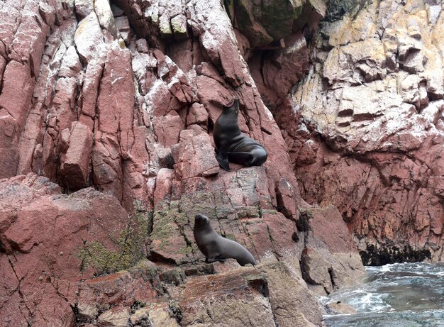 Sea lions in natural habitat in paracas