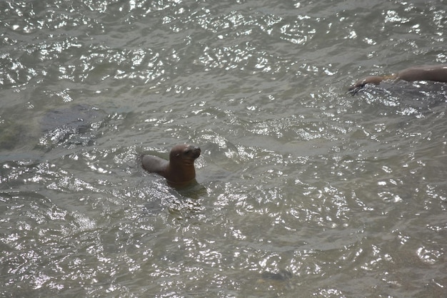 Sea lions in the protected area of Punta Loma Puerto Madryn