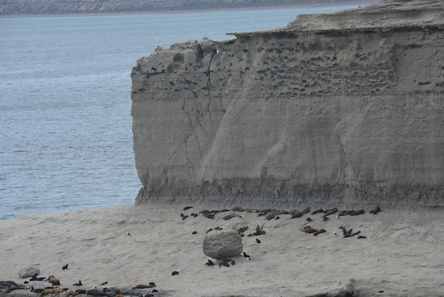 Sea lions in the protected area of Punta Loma Puerto Madryn