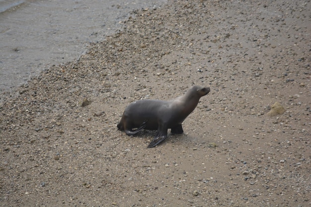 Sea lions in the protected area of Punta Loma Puerto Madryn