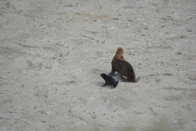 プンタ・ロマ・プエルト・マドリン (Punta Loma Puerto Madryn) の保護区の海獅子