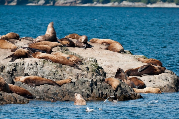 Sea Lions relaxing on Alaska Rocks