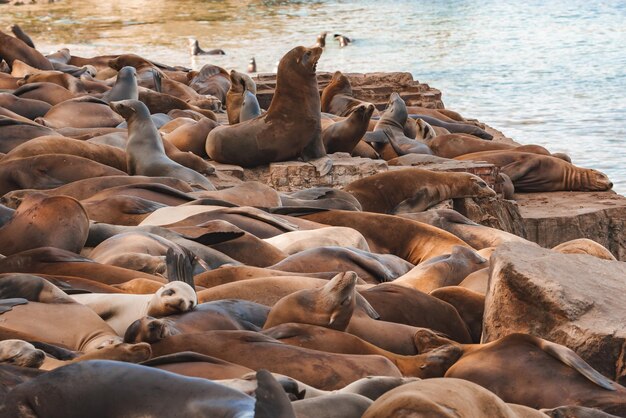 Sea lions rest and vocalize on shore near calm water
