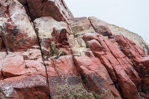 Sea lions resting on an islet in the middle of the sea