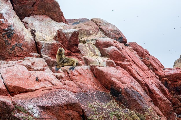 Sea lions resting on an islet in the middle of the sea