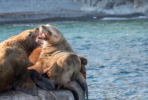 Photo sea lions on rock