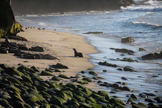 Sea lions on the rocks in san diego california